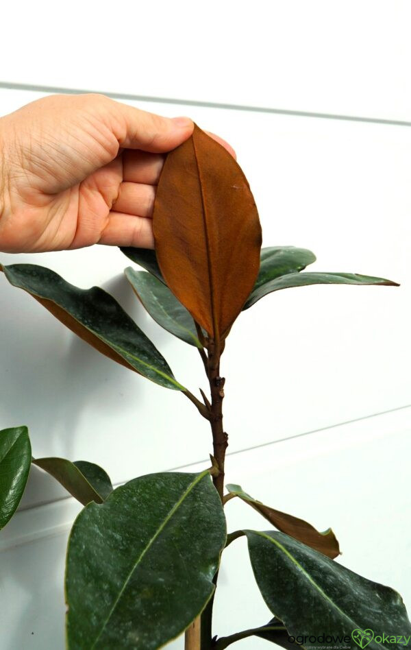 MAGNOLIA WIELKOKWIATOWA LITTLE GEM Magnolia grandiflora 'Little Gem'
