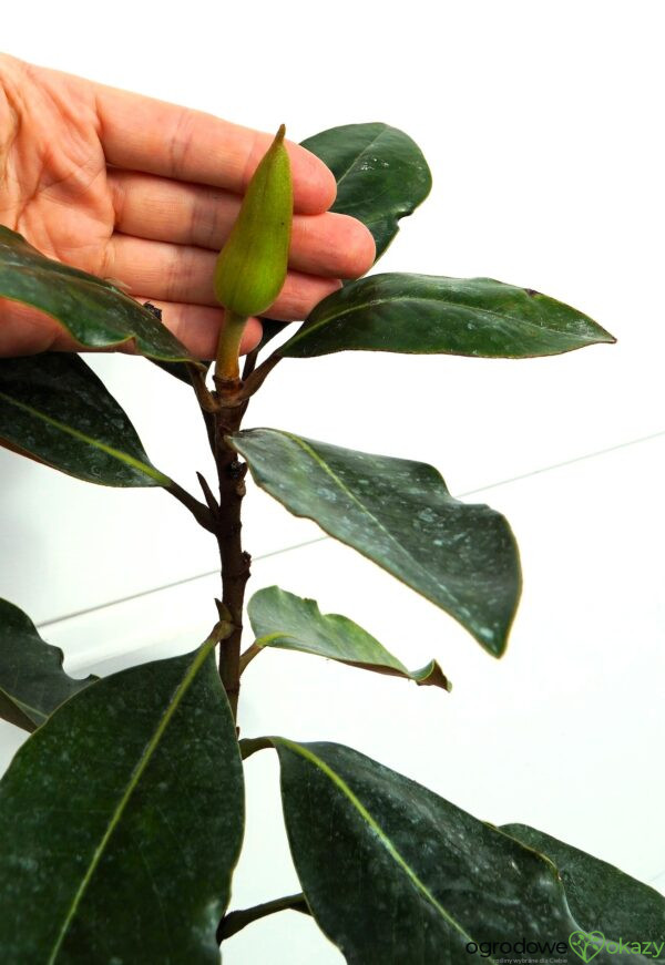MAGNOLIA WIELKOKWIATOWA LITTLE GEM Magnolia grandiflora 'Little Gem'