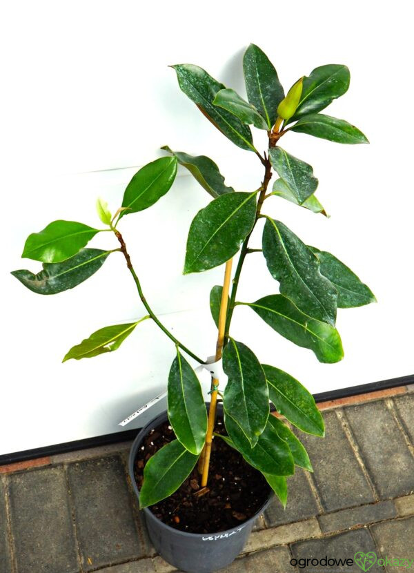 MAGNOLIA WIELKOKWIATOWA LITTLE GEM Magnolia grandiflora 'Little Gem'