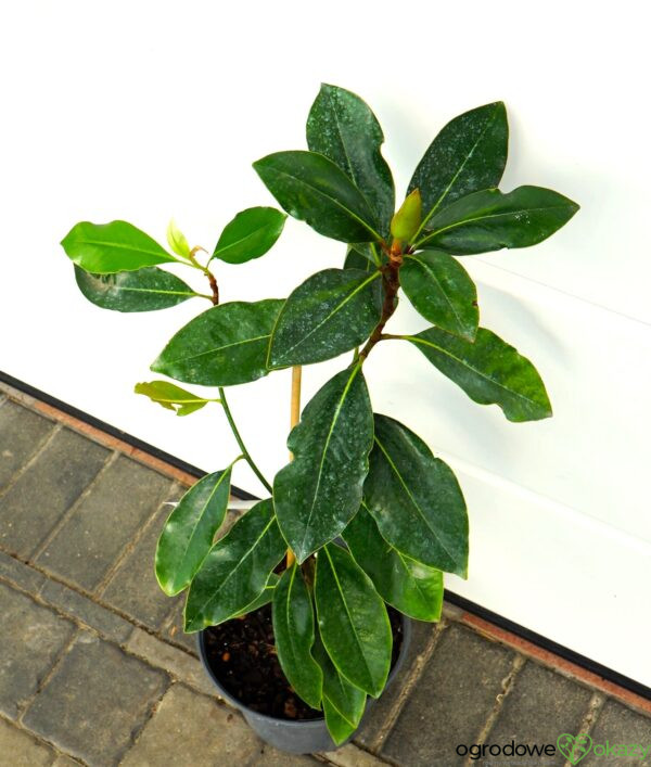 MAGNOLIA WIELKOKWIATOWA LITTLE GEM Magnolia grandiflora 'Little Gem'