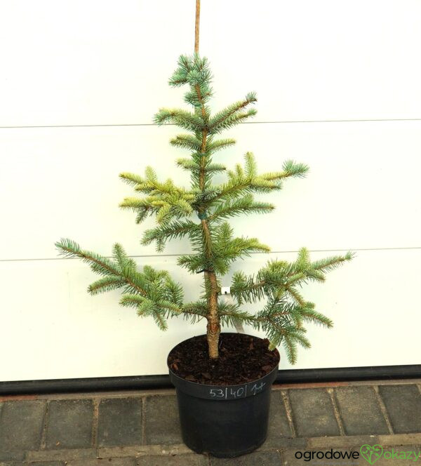 ŚWIERK KŁUJĄCY MARIA Picea pungens ’Maria’