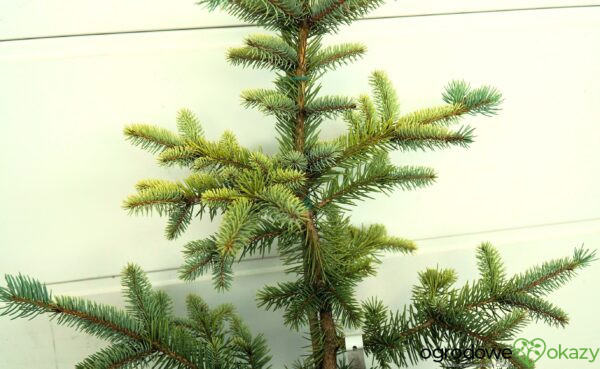 ŚWIERK KŁUJĄCY MARIA Picea pungens ’Maria’