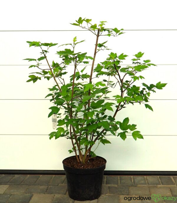 KALINA KORALOWA ROSEUM Viburnum opulus 'Roseum'