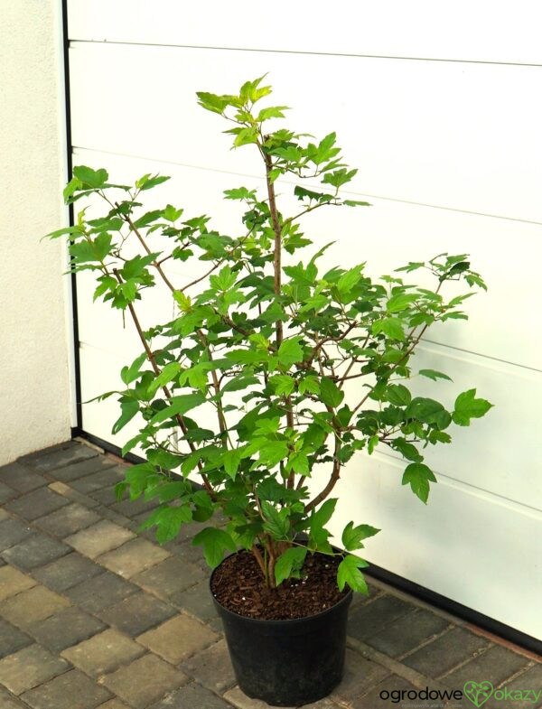 KALINA KORALOWA ROSEUM Viburnum opulus 'Roseum'