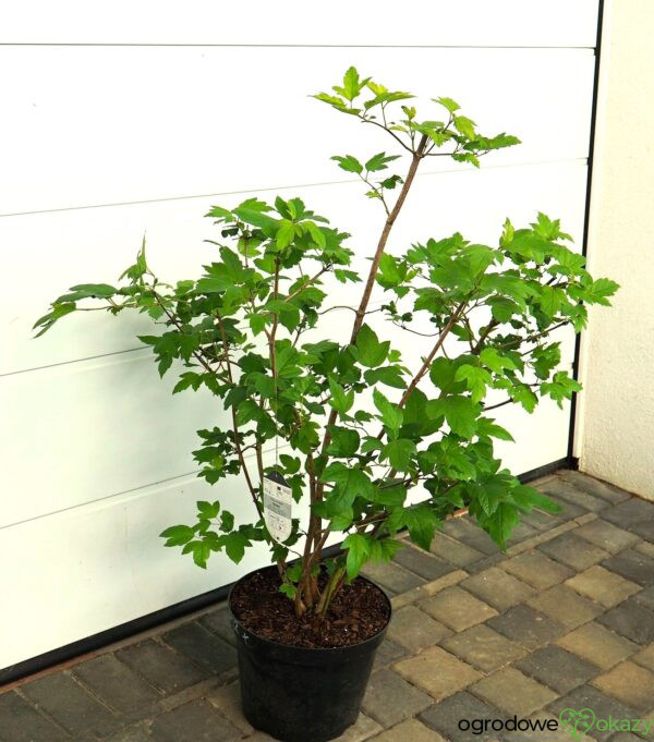 KALINA KORALOWA ROSEUM Viburnum opulus 'Roseum'
