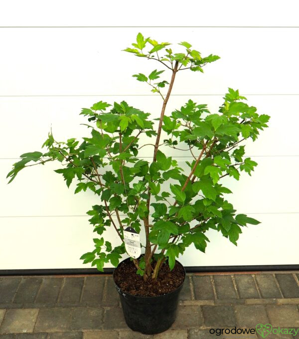 KALINA KORALOWA ROSEUM Viburnum opulus 'Roseum'