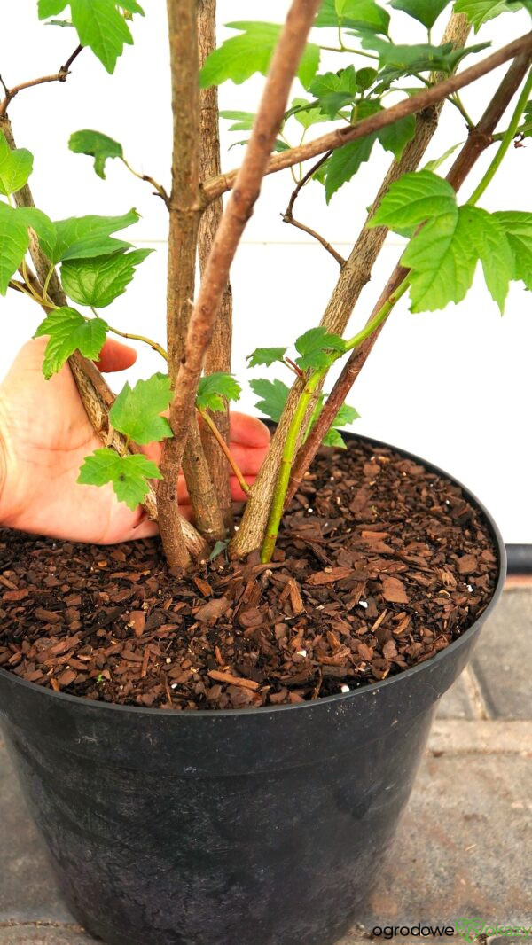 KALINA KORALOWA ROSEUM Viburnum opulus 'Roseum'