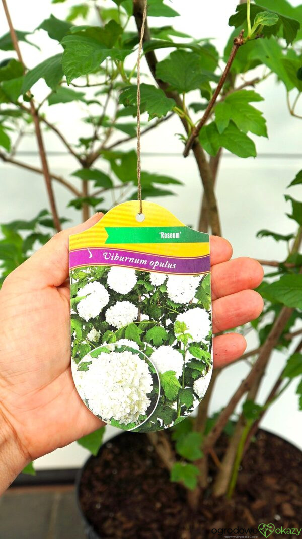 KALINA KORALOWA ROSEUM Viburnum opulus 'Roseum'