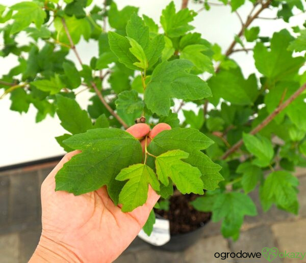 KALINA KORALOWA ROSEUM Viburnum opulus 'Roseum'