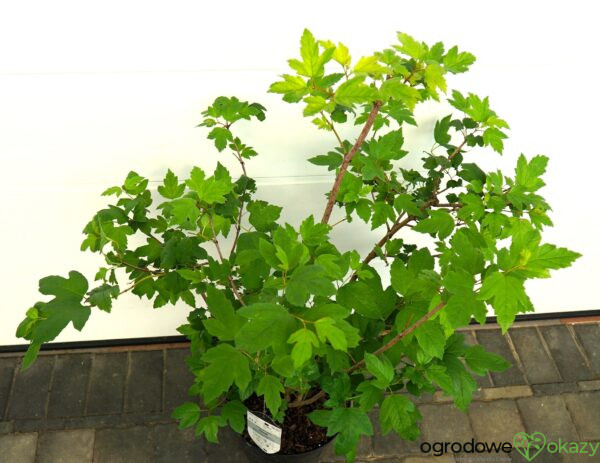 KALINA KORALOWA ROSEUM Viburnum opulus 'Roseum'