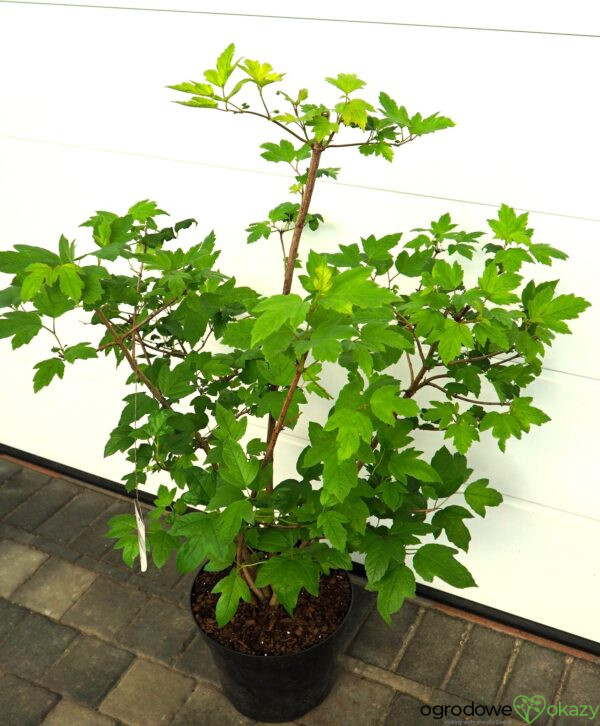 KALINA KORALOWA ROSEUM Viburnum opulus 'Roseum'
