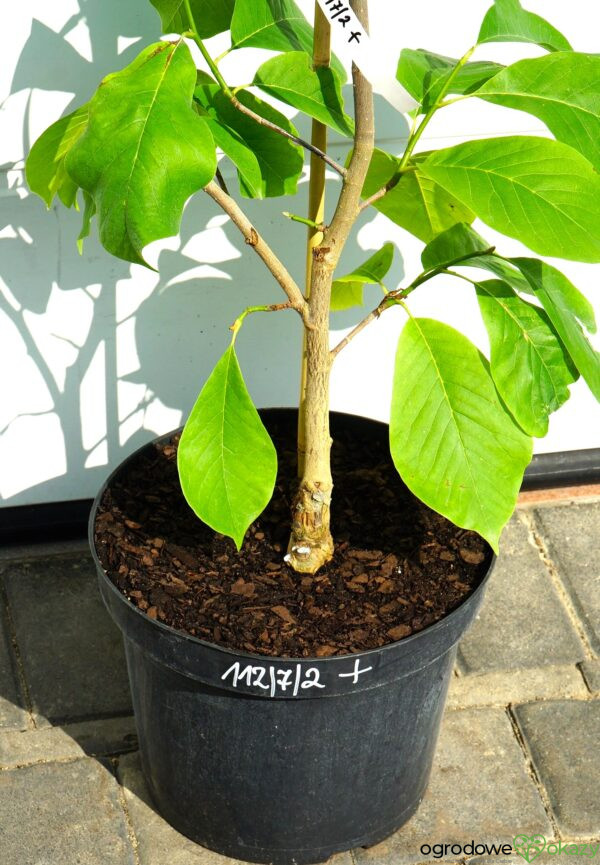 MAGNOLIA CORAL LAKE Magnolia 'Coral Lake'