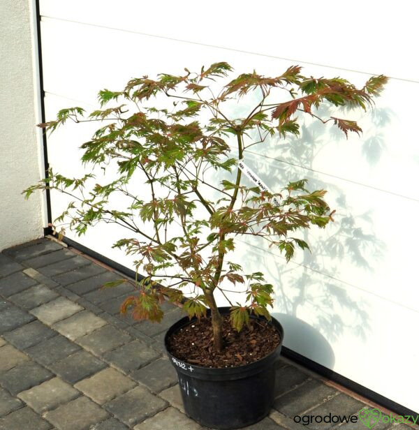 KLON JAPOŃSKI ACONITIFOLIUM Acer japonicum 'Aconitifolium'