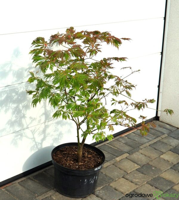 KLON JAPOŃSKI ACONITIFOLIUM Acer japonicum 'Aconitifolium'