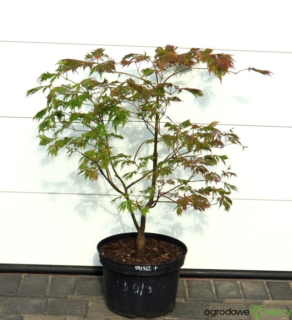KLON JAPOŃSKI ACONITIFOLIUM Acer japonicum 'Aconitifolium'
