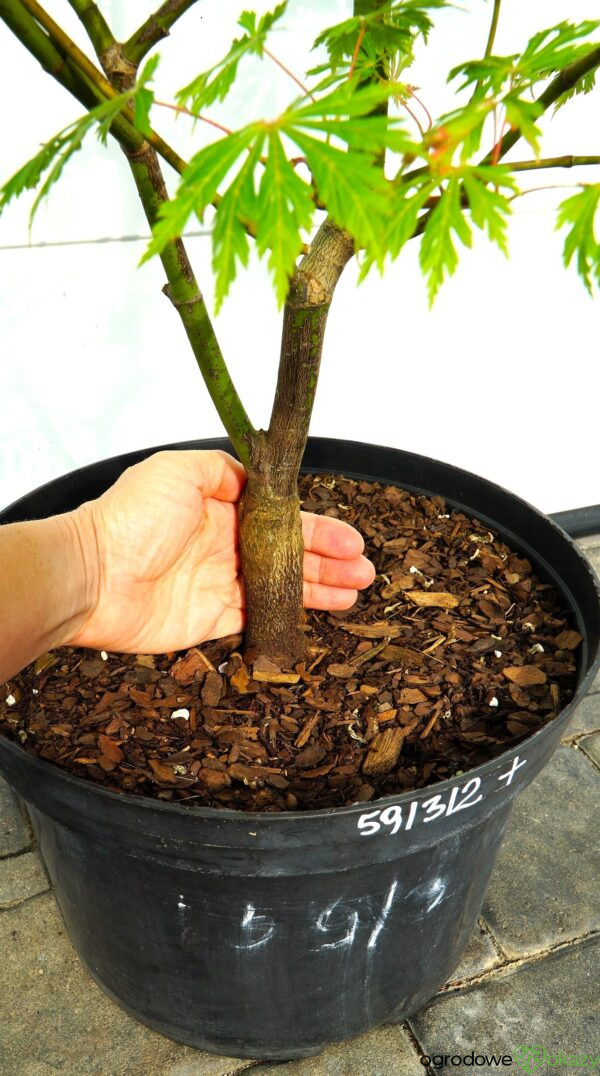 KLON JAPOŃSKI ACONITIFOLIUM Acer japonicum 'Aconitifolium'