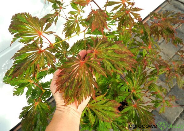 KLON JAPOŃSKI ACONITIFOLIUM Acer japonicum 'Aconitifolium'