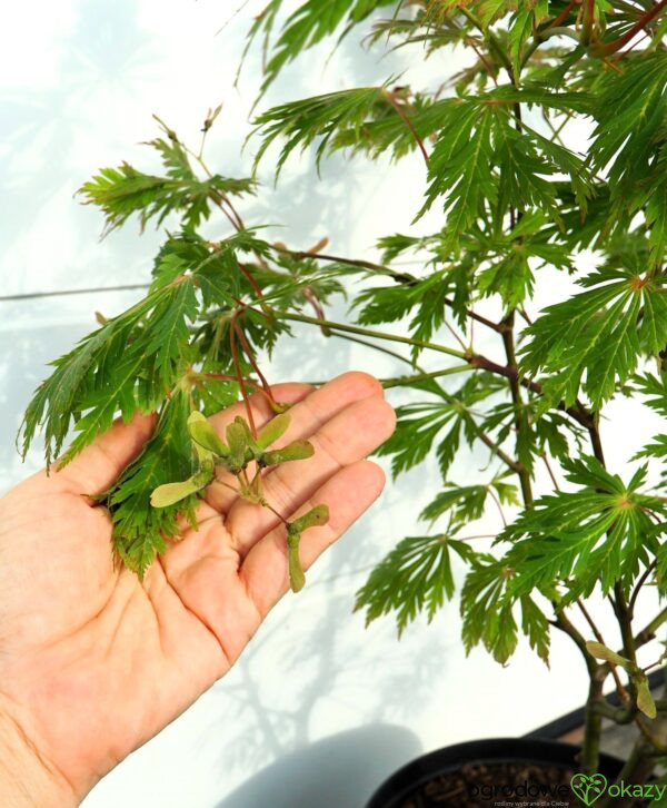 KLON JAPOŃSKI ACONITIFOLIUM Acer japonicum 'Aconitifolium'