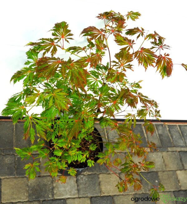 KLON JAPOŃSKI ACONITIFOLIUM Acer japonicum 'Aconitifolium'