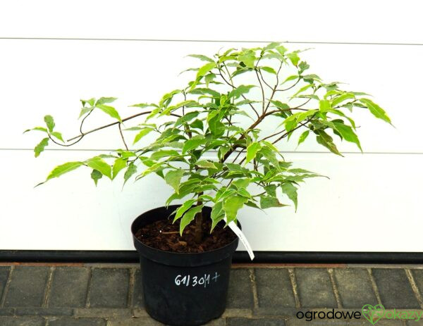 DEREŃ KOUSA PEVE FOGGY Cornus cousa 'Pevé Foggy'