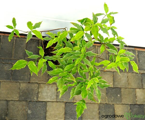 DEREŃ KOUSA PEVE FOGGY Cornus cousa 'Pevé Foggy'