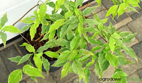 DEREŃ KOUSA PEVE FOGGY Cornus cousa 'Pevé Foggy'