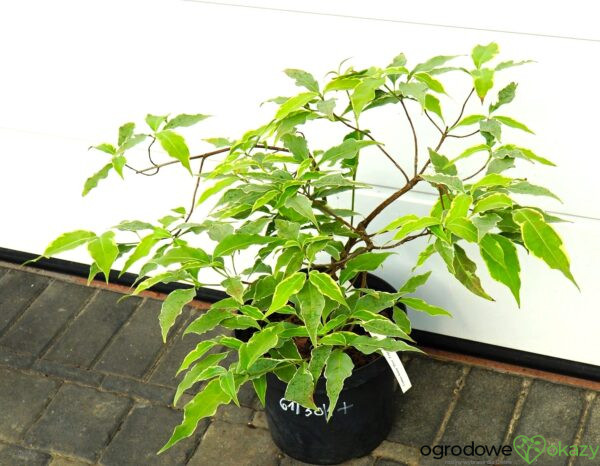 DEREŃ KOUSA PEVE FOGGY Cornus cousa 'Pevé Foggy'