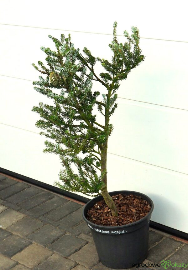 JODŁA KOREAŃSKA SILBERLOCKE Abies koreana 'Silberlocke'
