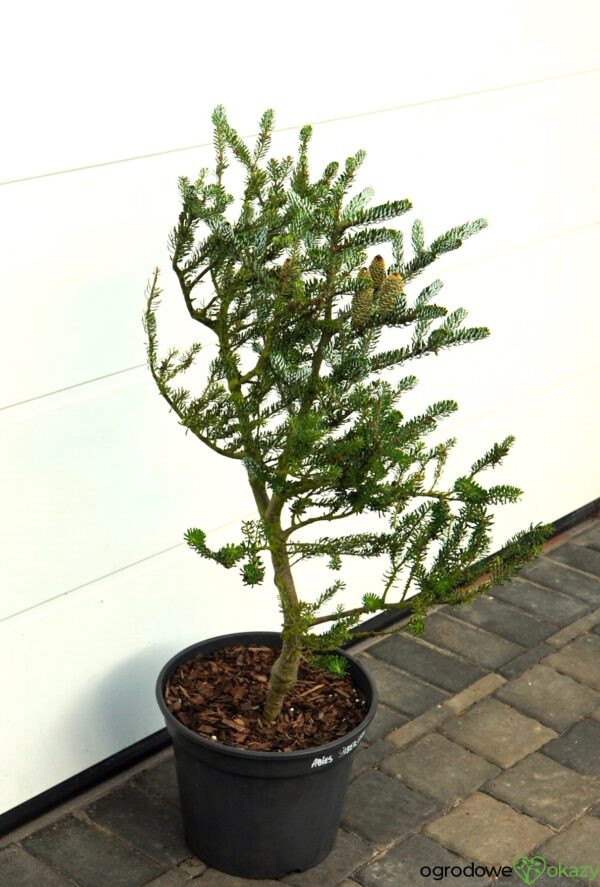 JODŁA KOREAŃSKA SILBERLOCKE Abies koreana 'Silberlocke'