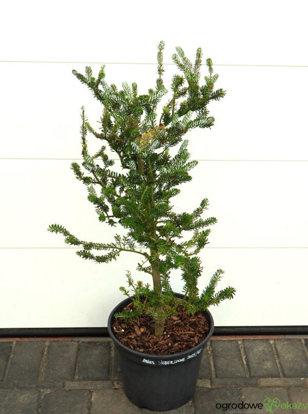 JODŁA KOREAŃSKA SILBERLOCKE Abies koreana 'Silberlocke'