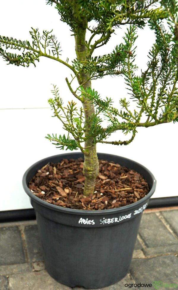 JODŁA KOREAŃSKA SILBERLOCKE Abies koreana 'Silberlocke'