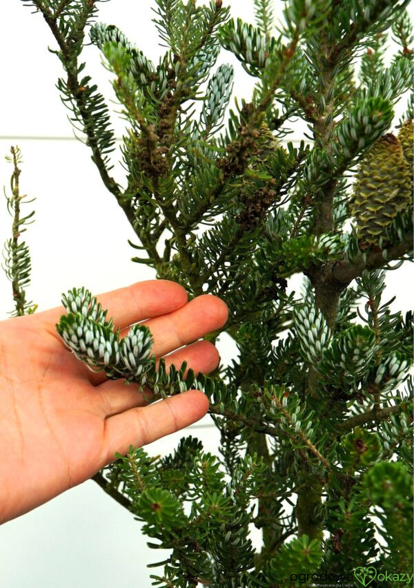 JODŁA KOREAŃSKA SILBERLOCKE Abies koreana 'Silberlocke'