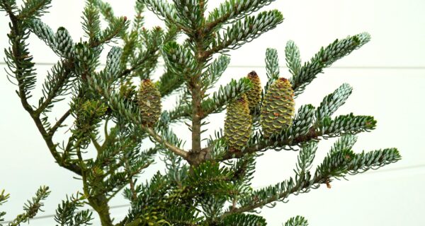JODŁA KOREAŃSKA SILBERLOCKE Abies koreana 'Silberlocke'