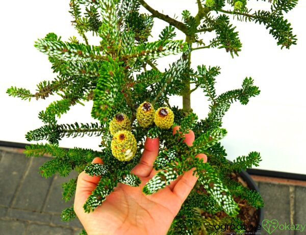 JODŁA KOREAŃSKA SILBERLOCKE Abies koreana 'Silberlocke'