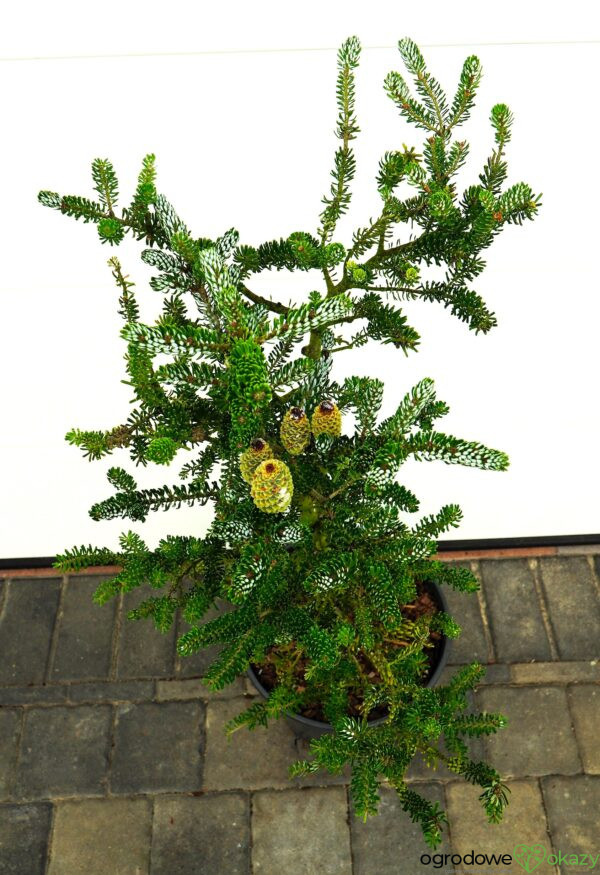 JODŁA KOREAŃSKA SILBERLOCKE Abies koreana 'Silberlocke'