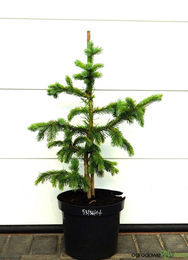 ŚWIERK ENGELMANNA GLAUCA Picea engelmannii 'Glauca'