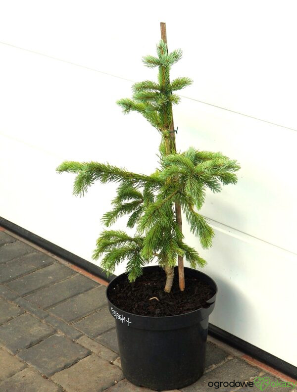 ŚWIERK ENGELMANNA GLAUCA Picea engelmannii 'Glauca'