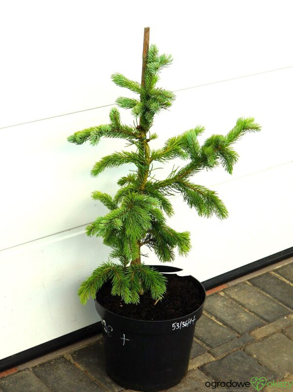 ŚWIERK ENGELMANNA GLAUCA Picea engelmannii 'Glauca'