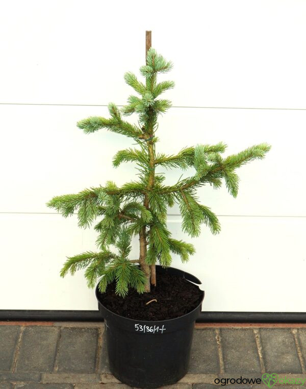 ŚWIERK ENGELMANNA GLAUCA Picea engelmannii 'Glauca'