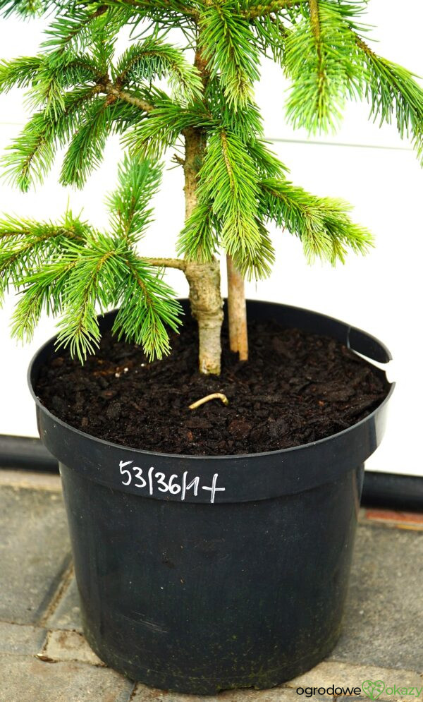 ŚWIERK ENGELMANNA GLAUCA Picea engelmannii 'Glauca'