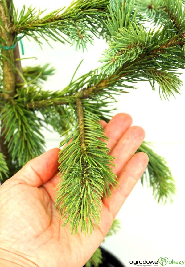 ŚWIERK ENGELMANNA GLAUCA Picea engelmannii 'Glauca'