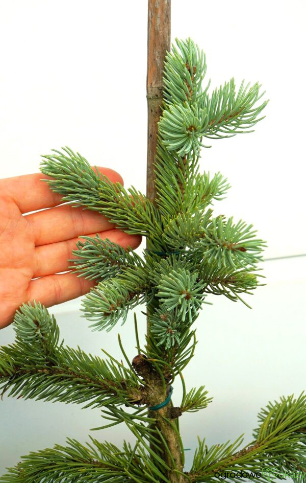 ŚWIERK ENGELMANNA GLAUCA Picea engelmannii 'Glauca'