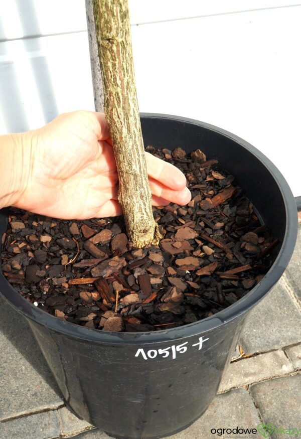 TRZMIELINA OSKRZYDLONA COMPACTUS Euonymus alatus 'Compactus'