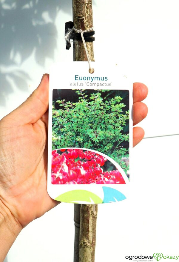 TRZMIELINA OSKRZYDLONA COMPACTUS Euonymus alatus 'Compactus'