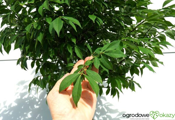TRZMIELINA OSKRZYDLONA COMPACTUS Euonymus alatus 'Compactus'