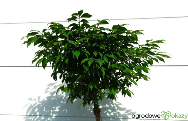 TRZMIELINA OSKRZYDLONA COMPACTUS Euonymus alatus 'Compactus'
