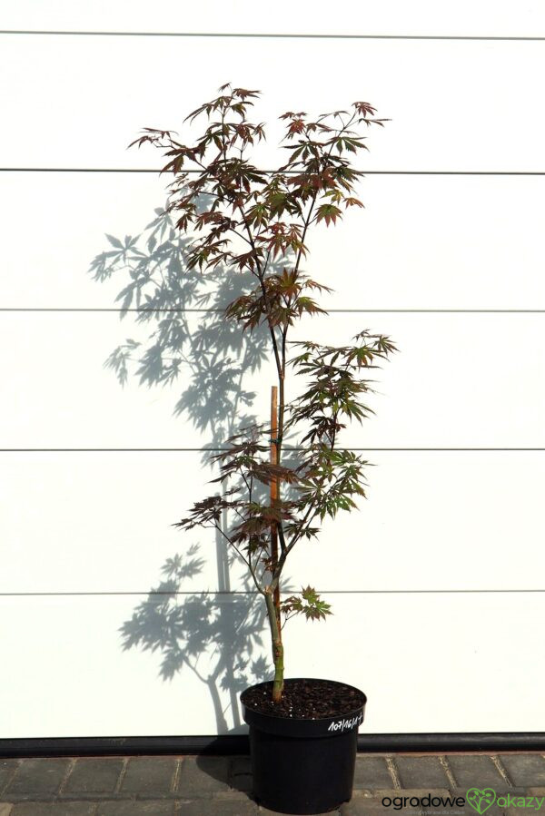 KLON SHIRASAWY GLORIA Acer shirasawanum 'Gloria'