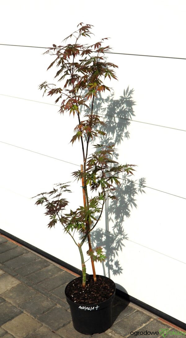 KLON SHIRASAWY GLORIA Acer shirasawanum 'Gloria'