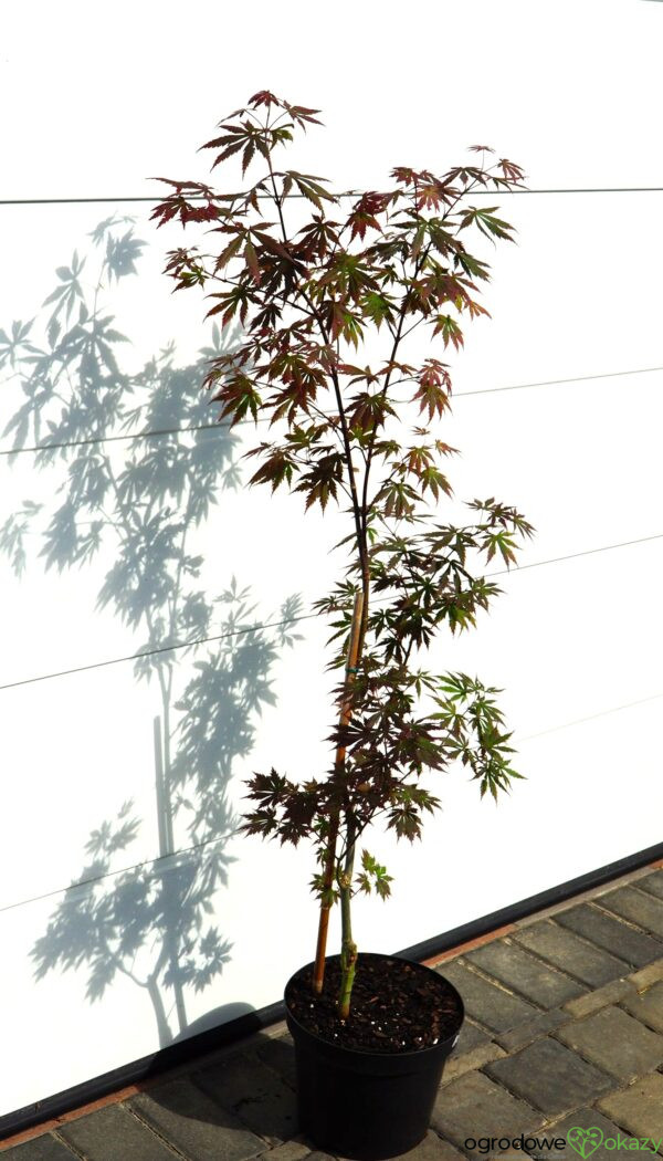 KLON SHIRASAWY GLORIA Acer shirasawanum 'Gloria'