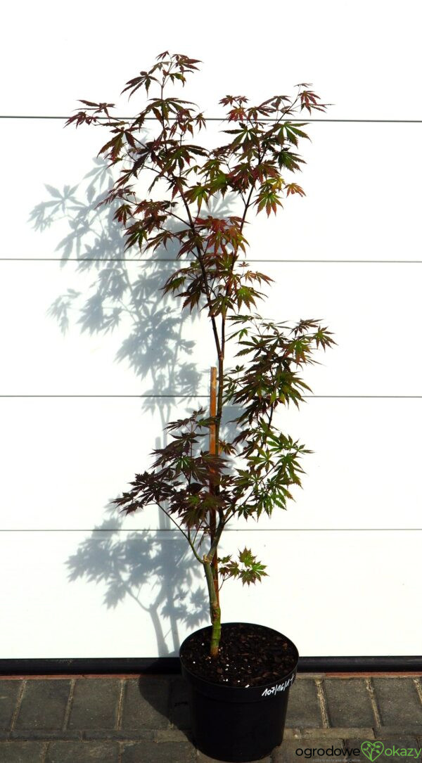 KLON SHIRASAWY GLORIA Acer shirasawanum 'Gloria'